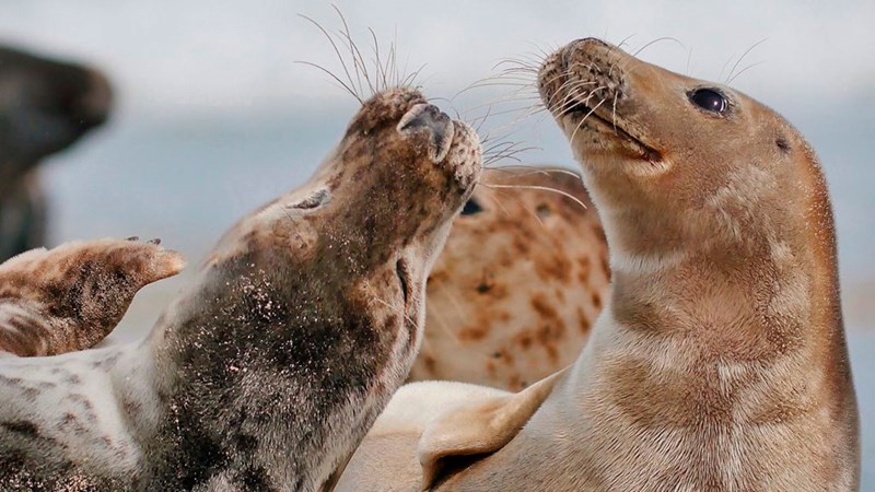 Zuid-Jutland Fika Magazine